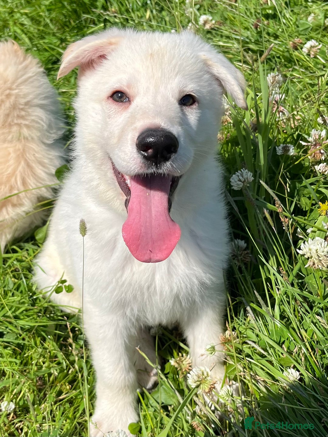 German Shepherd dogs for sale: German shepherd pups - Image 20