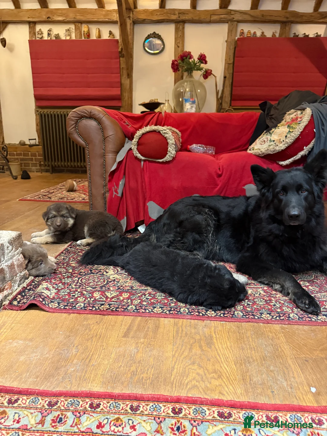 German Shepherd dogs for sale: KC reg health tested parents  - Advert 2