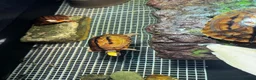 Turtle reptiles for sale: Rare CB  Three-striped Box Turtle for sale - Advert 9