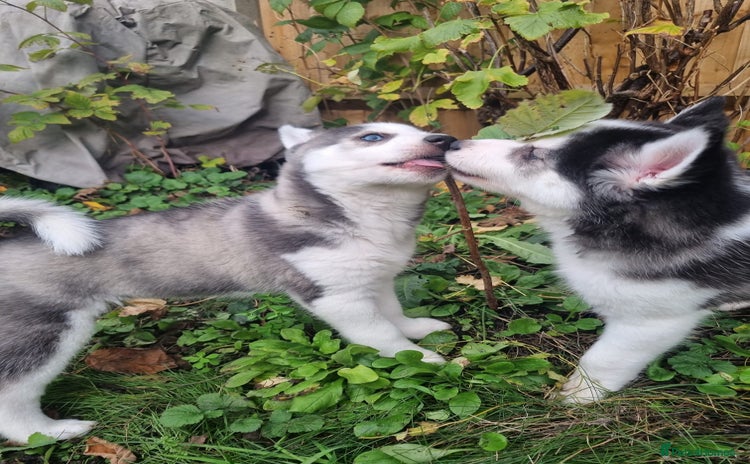 Mixed Breed dogs Pomsky for sale - Advert 8