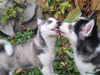 Mixed Breed dogs Pomsky for sale - Advert 1