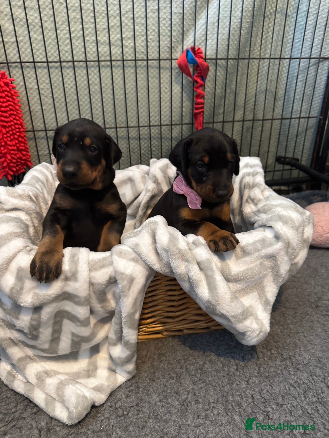 Dobermann dogs for sale: Superb Quality Doberman Puppies - Image 4