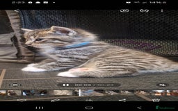 Mixed Breed cats for sale: 5 mixed breed kittens. Ragdoll/tabby - Image 7