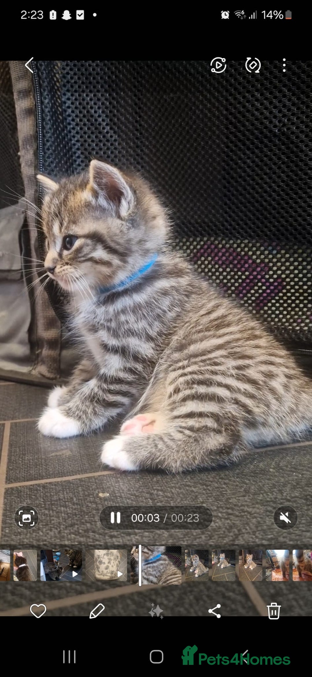 Mixed Breed cats for sale: 5 mixed breed kittens. Ragdoll/tabby - Image 7