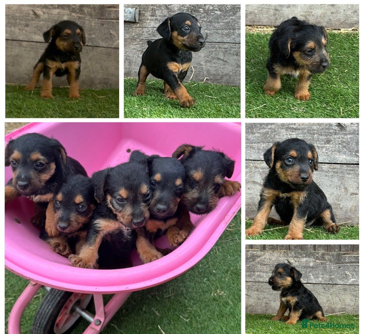 Lakeland Terrier dogs Lakeland terrier puppies - Advert 1