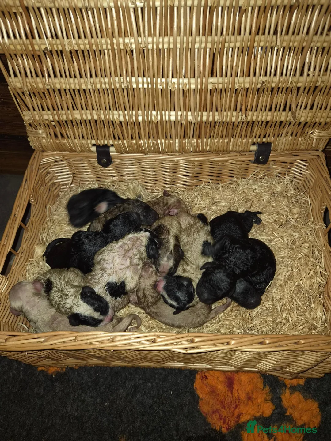 Saint Berdoodle dogs for sale: Mini Saint Bernadoodles  - Advert 8