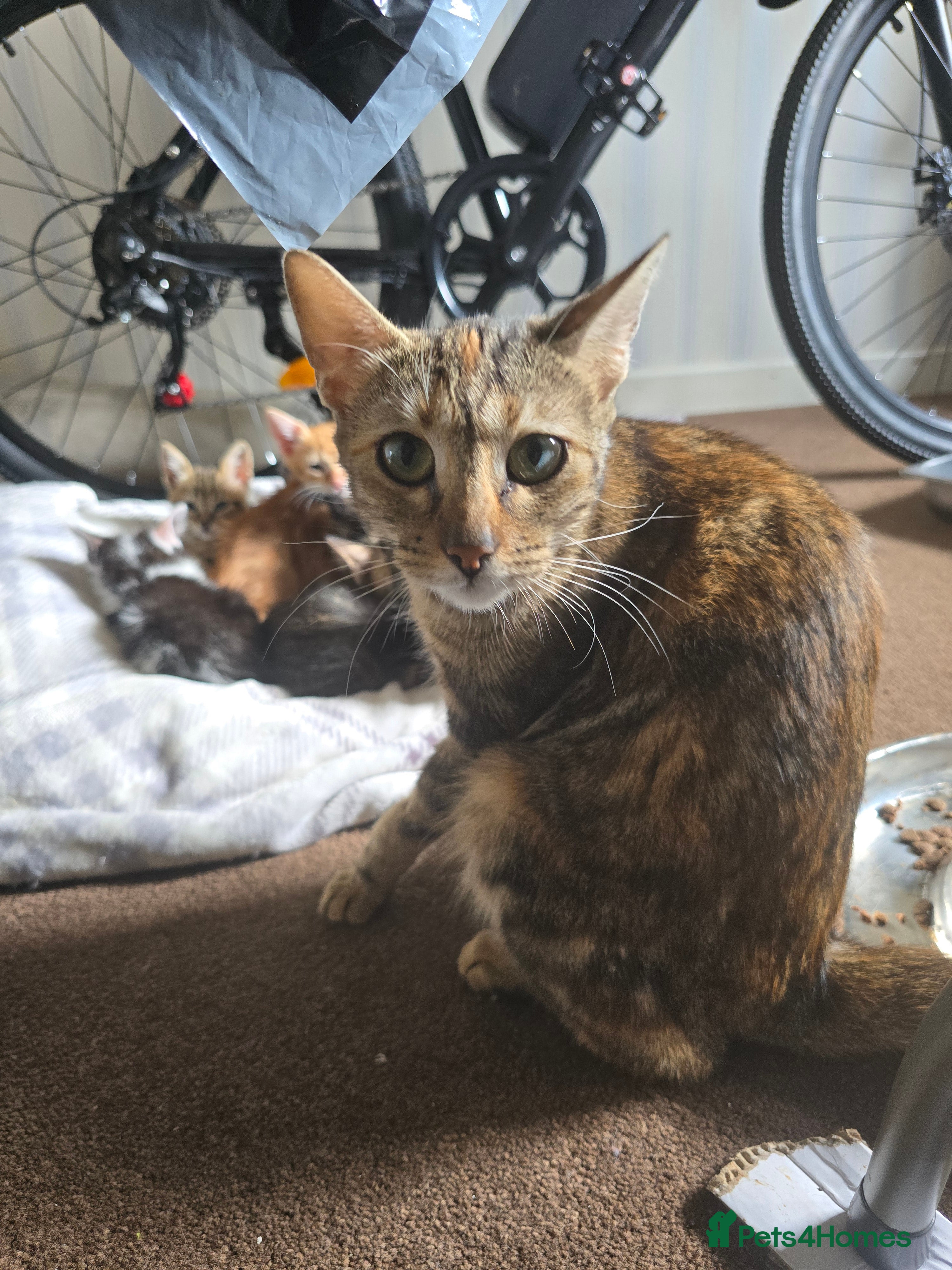 Mixed Breed cats for sale: Bengal x - Advert 3