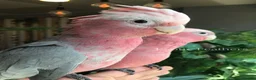 Cockatoo birds for sale: Cuddly Baby Galah Cockatoos For Sale in Bury - Advert 5