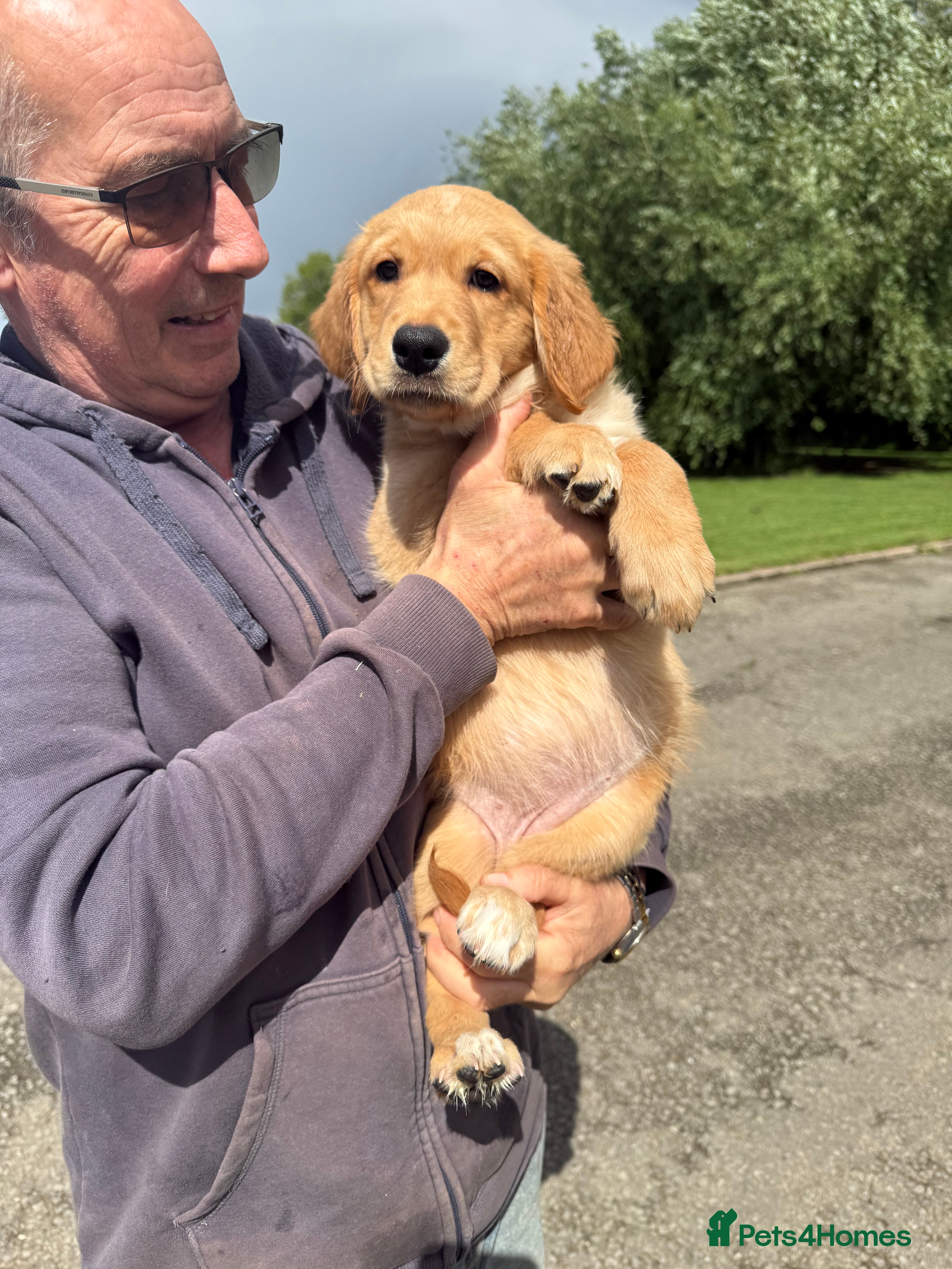 Golden Retriever dogs Stunning golden retriever puppies  - Advert 2