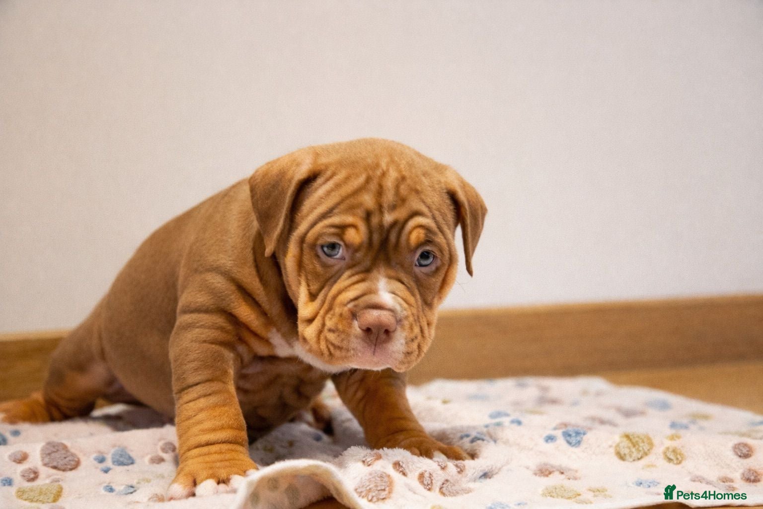 American Bully dogs Luna x Dynamite puppies🧨🧬 4 girls✅ 4 boys✅ - Advert 10