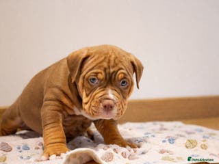 American Bully dogs Luna x Dynamite puppies🧨🧬 4 girls✅ 4 boys✅ - Advert 11