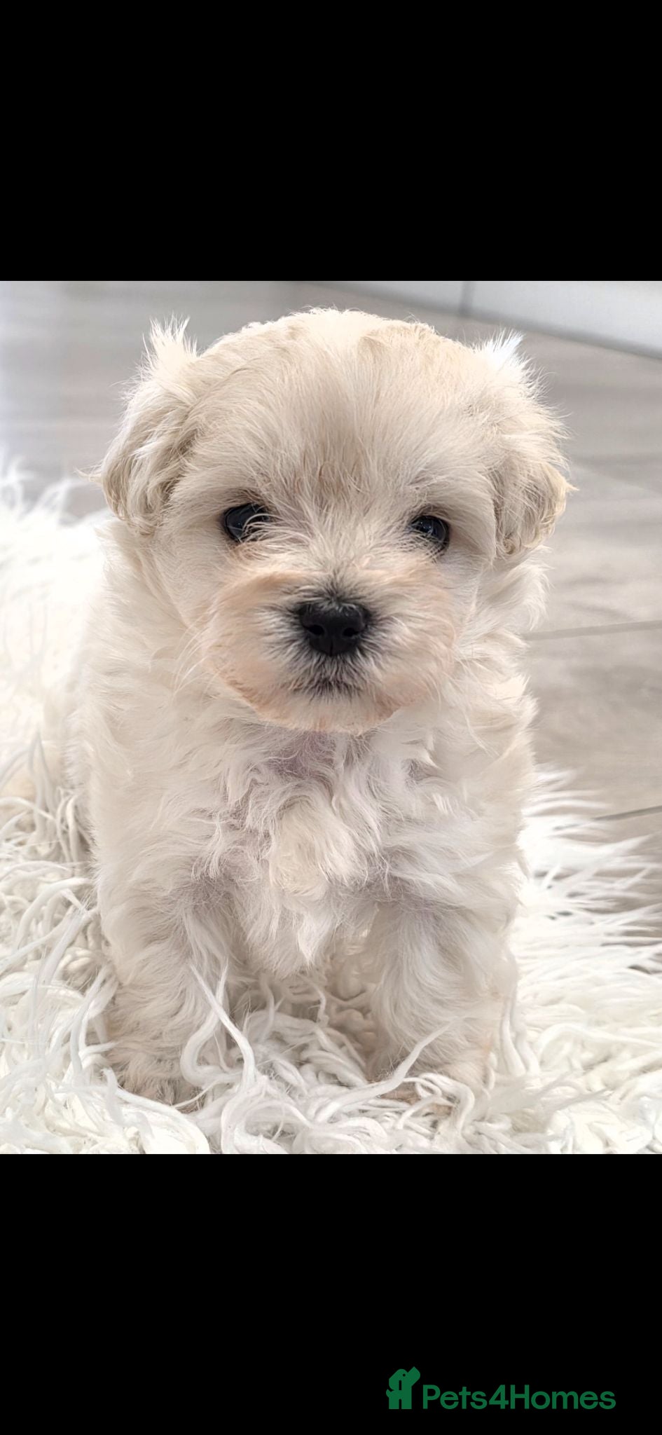 Maltipoo dogs Korean/Asian maltipoo puppies💗💙 - Advert 1