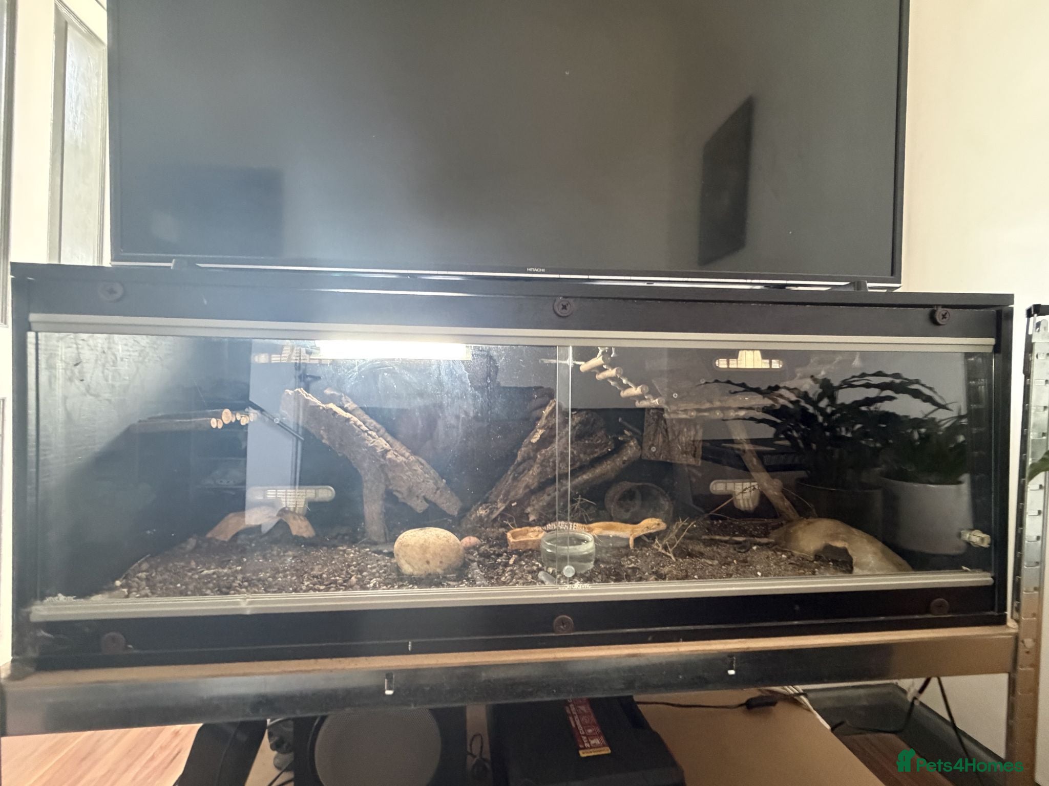 Leopard Gecko reptiles 🦎 2 Leopard Gecko - 2 terrarium - Advert 20