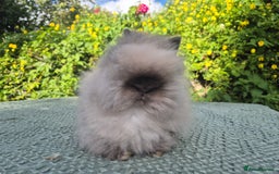 Angora rabbits for sale: ♥️READY NOW🧡Teddydwerg babies- Imported parents🧡 - Image 13