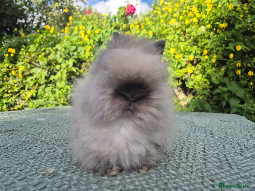 Angora rabbits for sale: ♥️READY NOW🧡Teddydwerg babies- Imported parents🧡 - Image 13