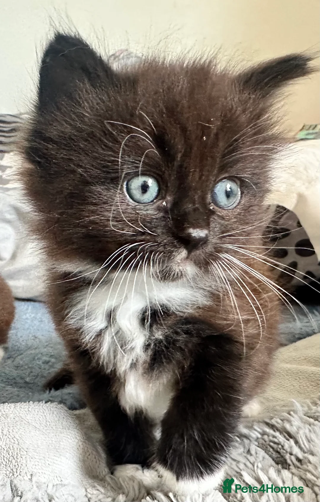 Ragdoll cats for sale: Lovely ragdoll X  - Advert 6