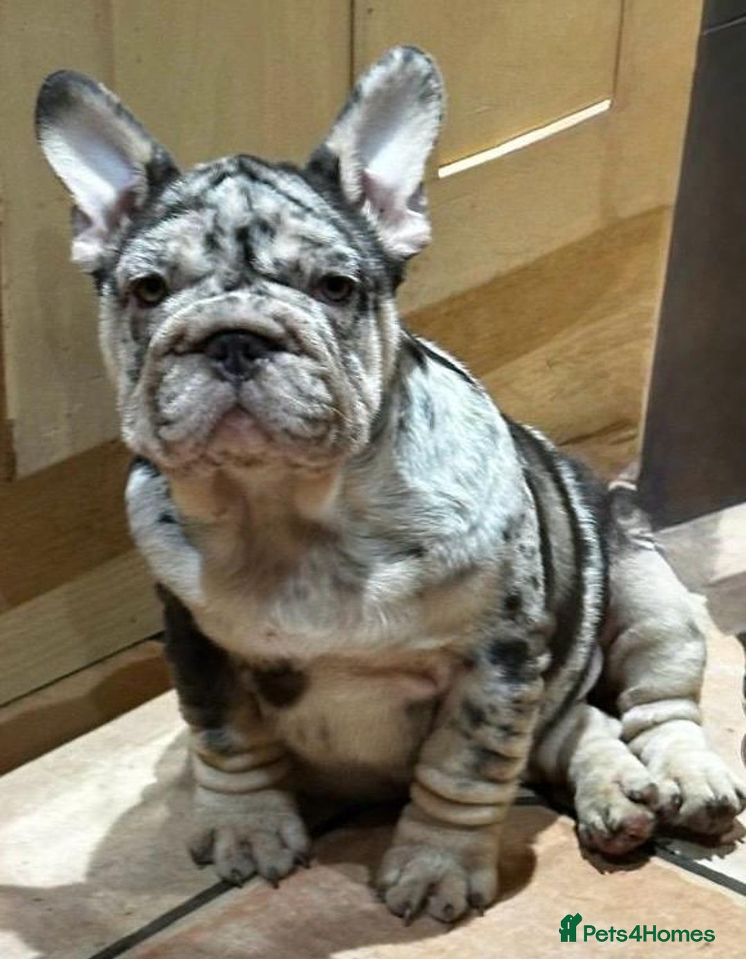 French Bulldog dogs for sale: Ready now-  Well bred, beautiful temperament pups - Advert 5