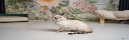 Bengal cats for sale: FRANCO- Snow Bengal Boy- Excellent traits-TICA reg - Advert 1