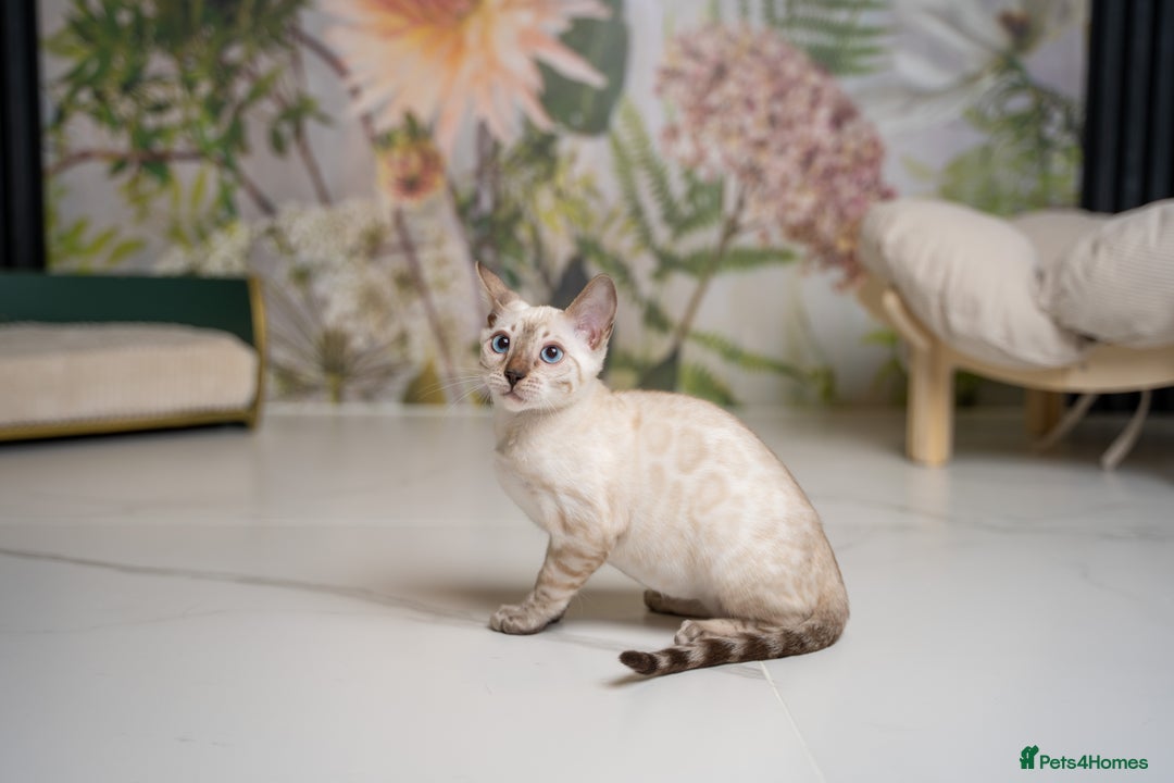 Bengal cats for sale: FRANCO- Snow Bengal Boy- Excellent traits-TICA reg - Advert 1