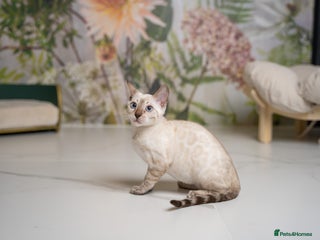 Bengal cats FRANCO- Snow Bengal Boy- Excellent traits-TICA reg - Advert 2