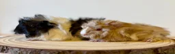 Guinea Pig rodents for sale: Selection of guinea pigs looking for new homes  - Advert 12