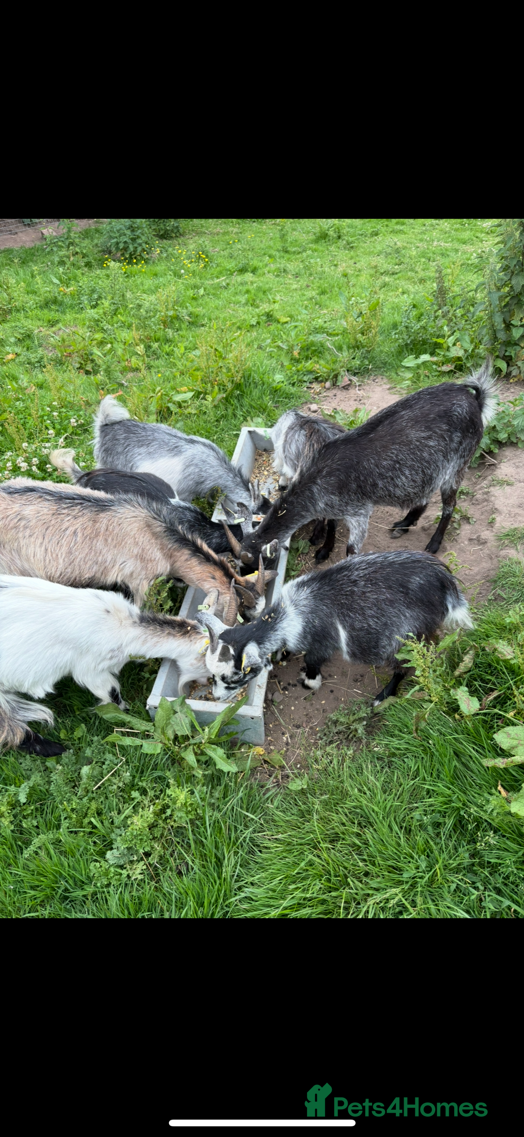 Goats livestock for sale: 5 Pygmy goats looking for new pastures. - Image 5