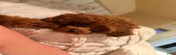 Poodle dogs for sale: Tiny boy teacup poodle  - Advert 6