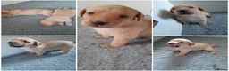 Labrador Retriever dogs for sale: Stunning large labradors for sale - Advert 2