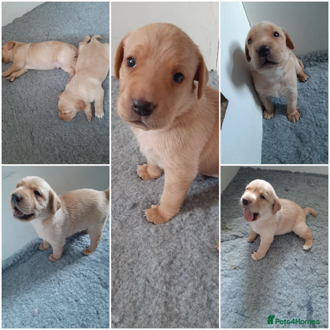 Labrador Retriever dogs for sale: Stunning large labradors for sale - Advert 2