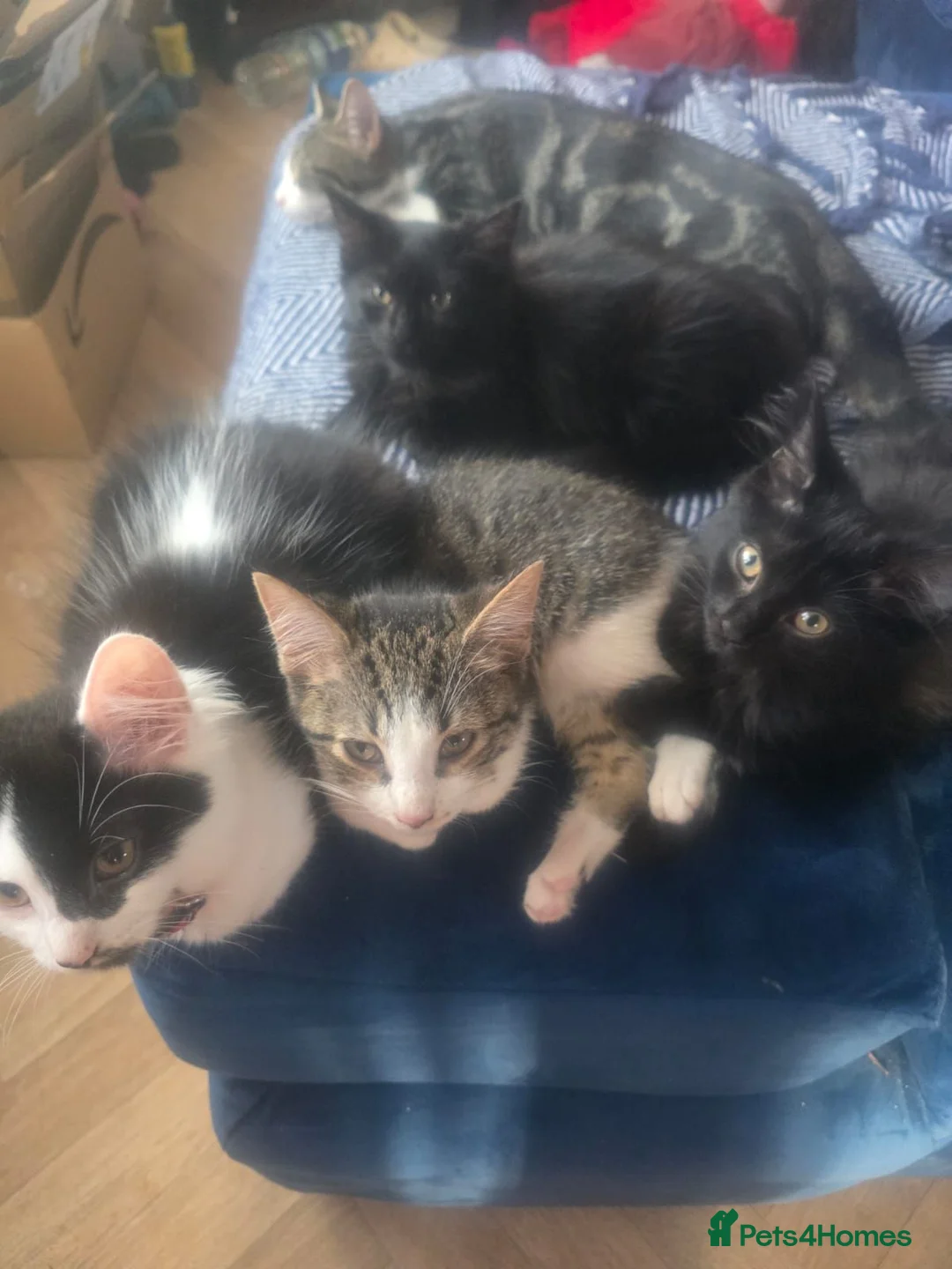 Mixed Breed cats for sale: Free to good home - Advert 2