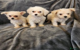 Bichon Frise dogs for sale: Bichon Frise Puppies For Sale - Image 4