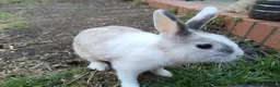 Dutch rabbits for sale: Darling Beautiful Girl - Advert 4