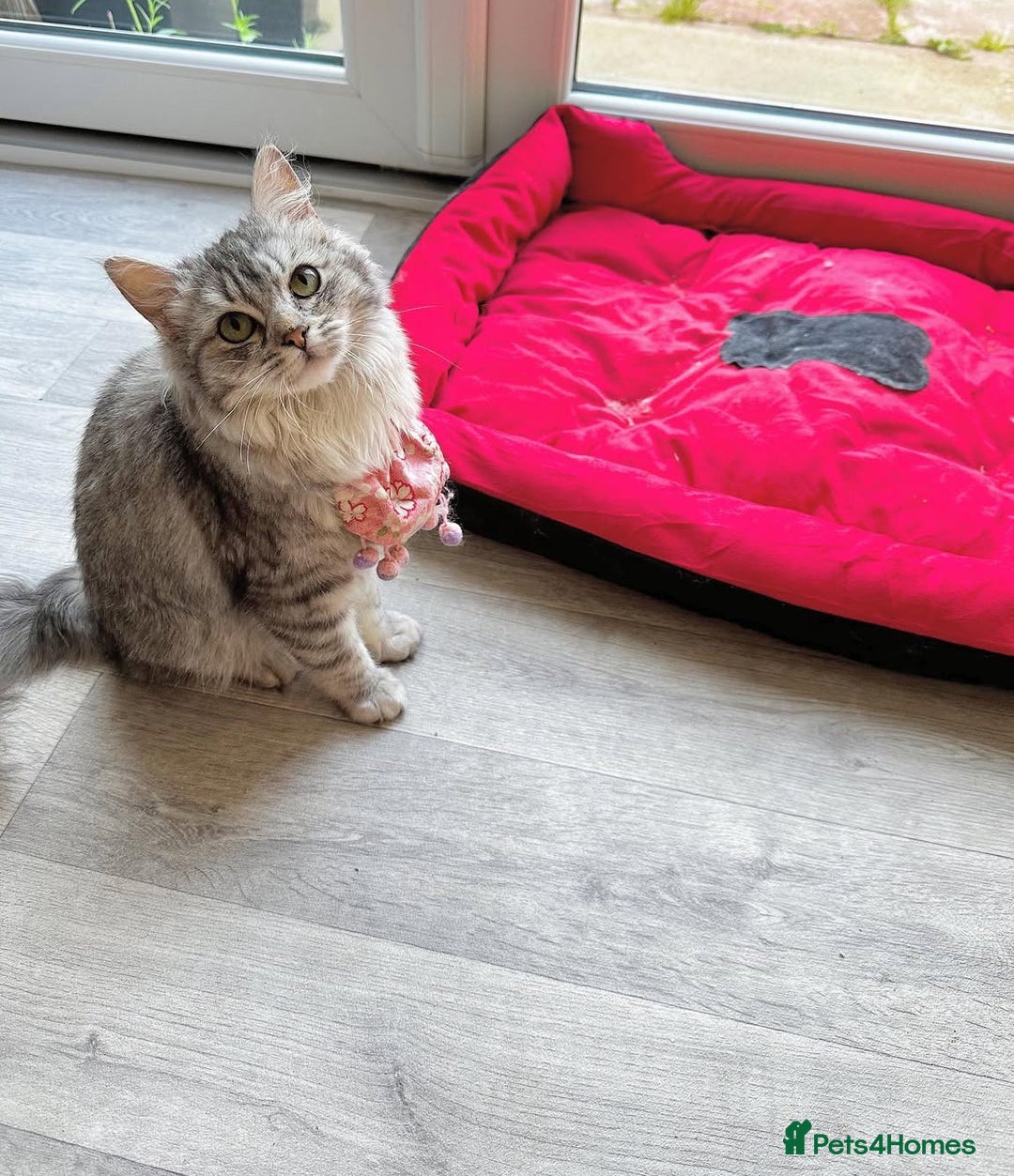 Napoleon cats for sale: 1 boy & 2 girl munchkin kittens ready for new home - Advert 3