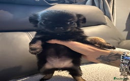 Chihuahua dogs for sale: Stunning litter of 5 long coat chihuahuas - Image 5
