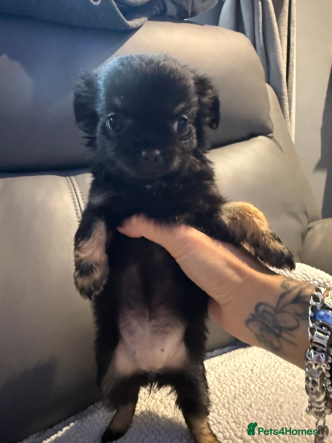 Chihuahua dogs for sale: Stunning litter of 5 long coat chihuahuas - Image 5