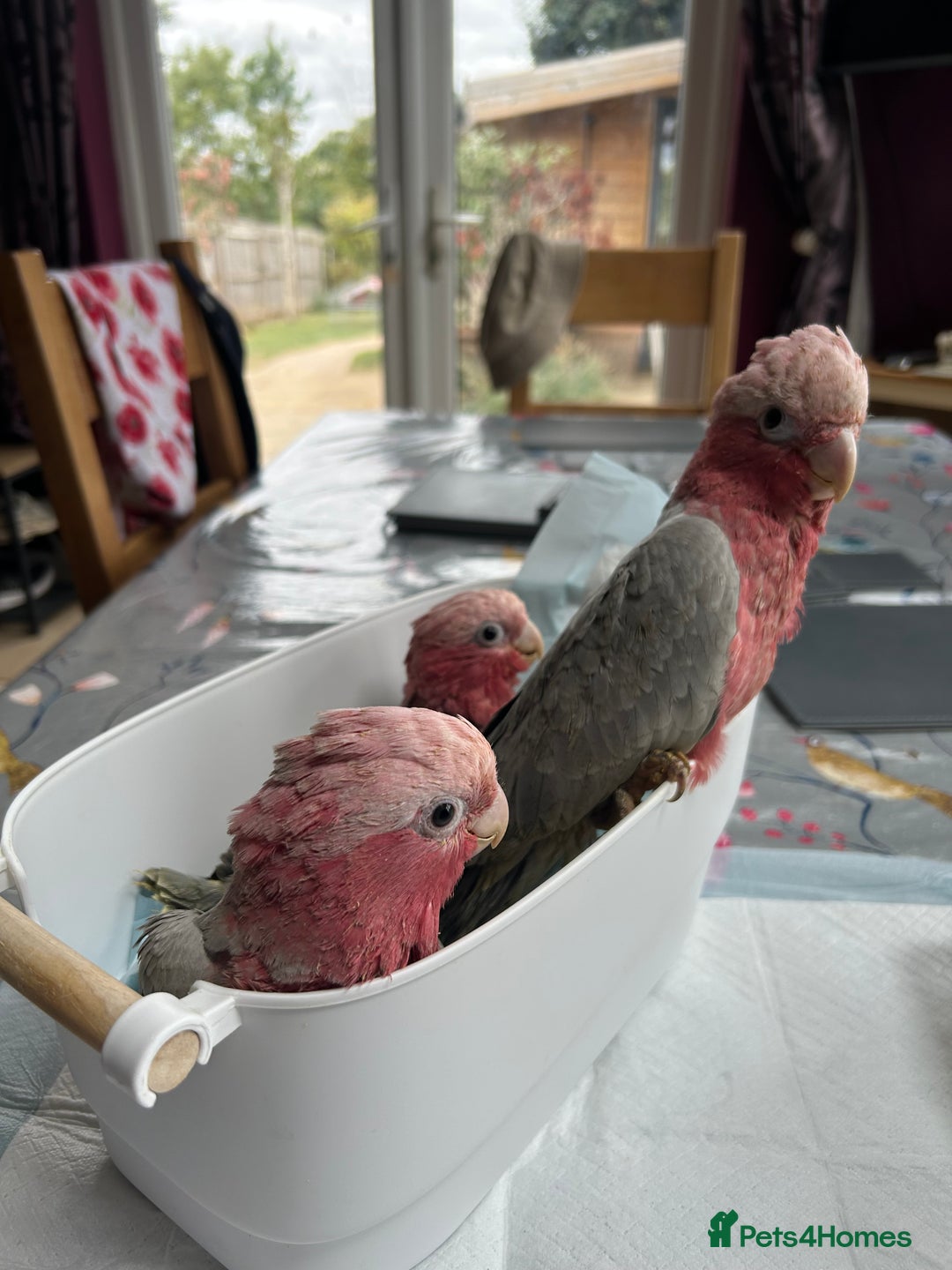 Cockatoo birds for sale: Hand reared Baby Galah Cockatoos  - Image 3