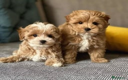 Maltipoo dogs for sale: Adorable  maltipoo puppies for sale  - Image 3