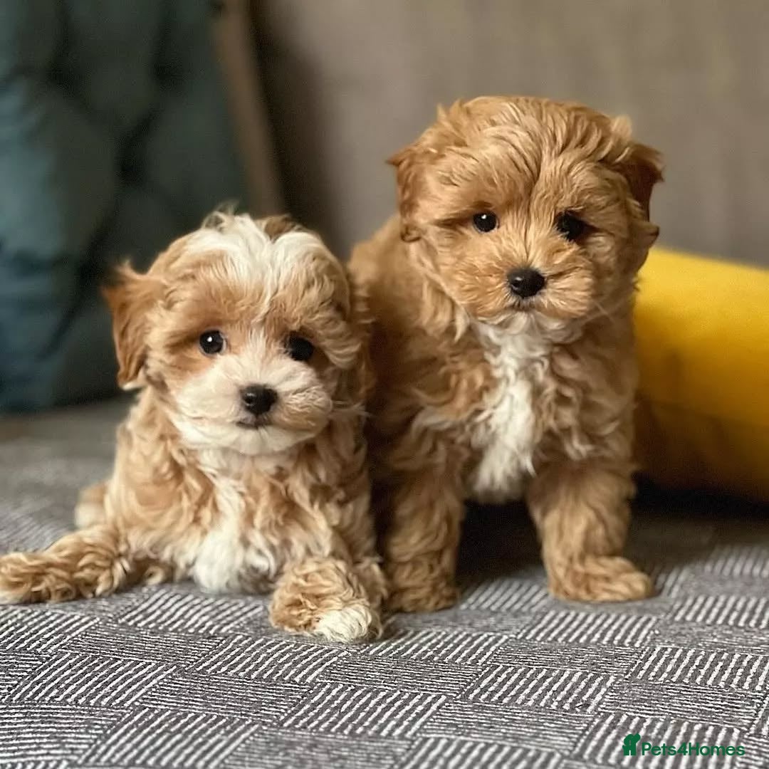 Maltipoo dogs for sale: Adorable  maltipoo puppies for sale  - Image 3
