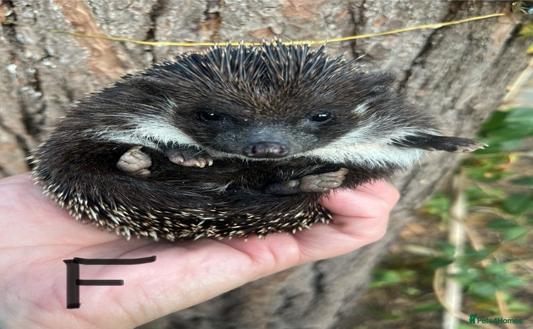Pygmy Hedgehog rodents - Advert 5