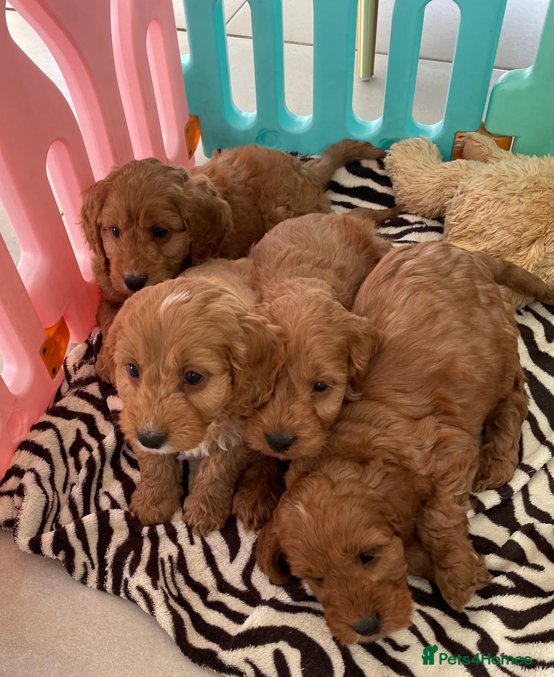 Cockapoo dogs for sale: F1 MINIATURE COCKAPOO PUPPIES DNA HEALTH TESTED  - Advert 7