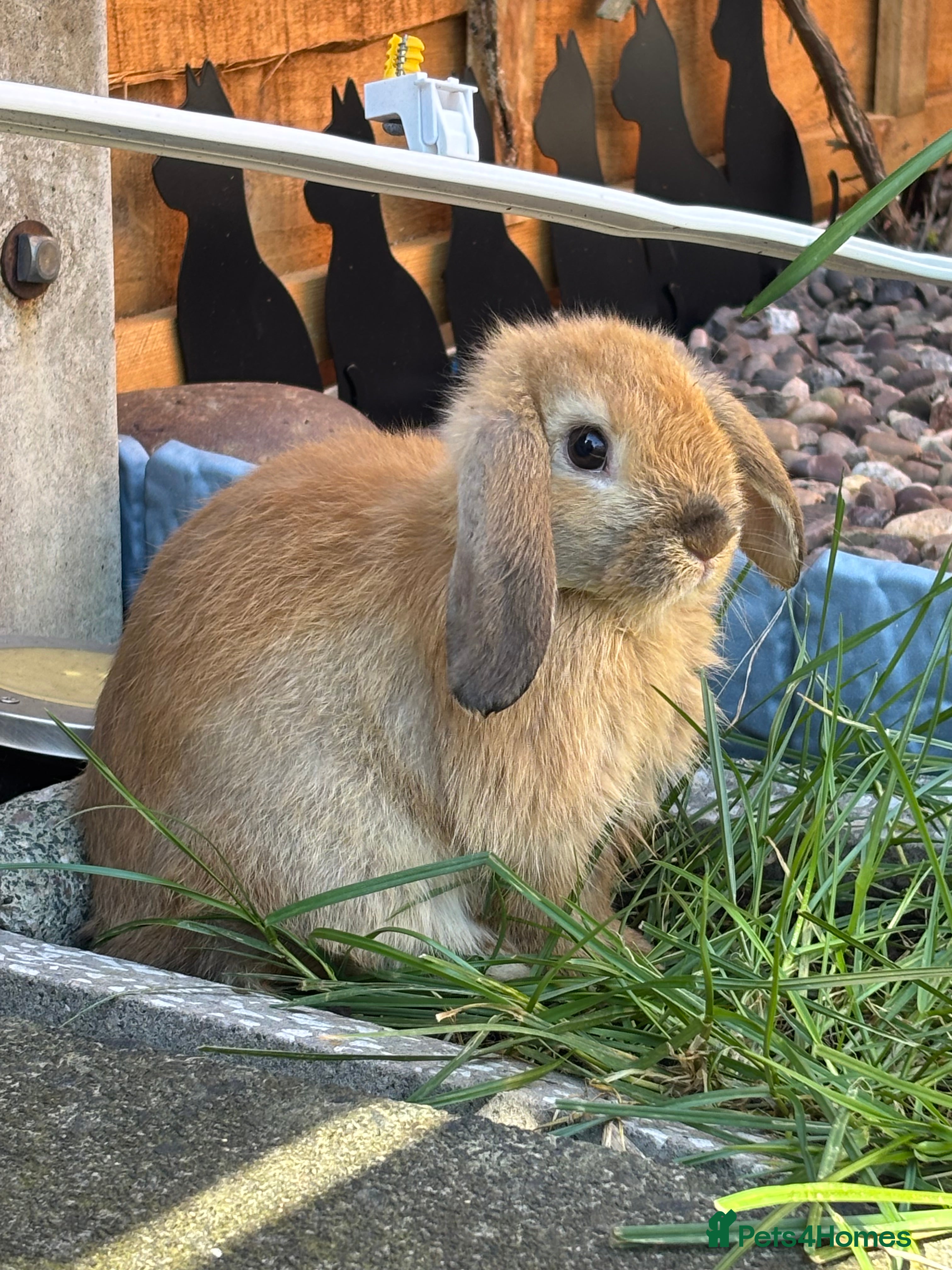 Mixed Breed rabbits 5 female mini lop cross ginger/brown bunnies - Advert 7