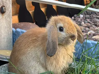 Mixed Breed rabbits 5 female mini lop cross ginger/brown bunnies - Advert 7