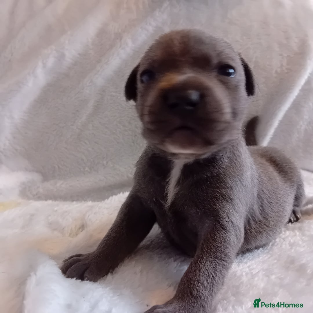 Staffordshire Bull Terrier dogs for sale: Staffordshire bull terrier pups  - Advert 21