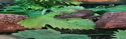 Frog reptiles for sale: Various frogs at Pets parade ltd - Advert 3