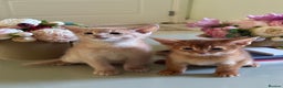 Abyssinian cats for sale: Pure pedigree fawn Abyssinian kittens 🐱  - Advert 16