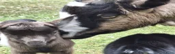 Goats livestock for sale: Gorgeous Pure Bred Pygmy Goat Female Twin Kids in Salisbury - Advert 6