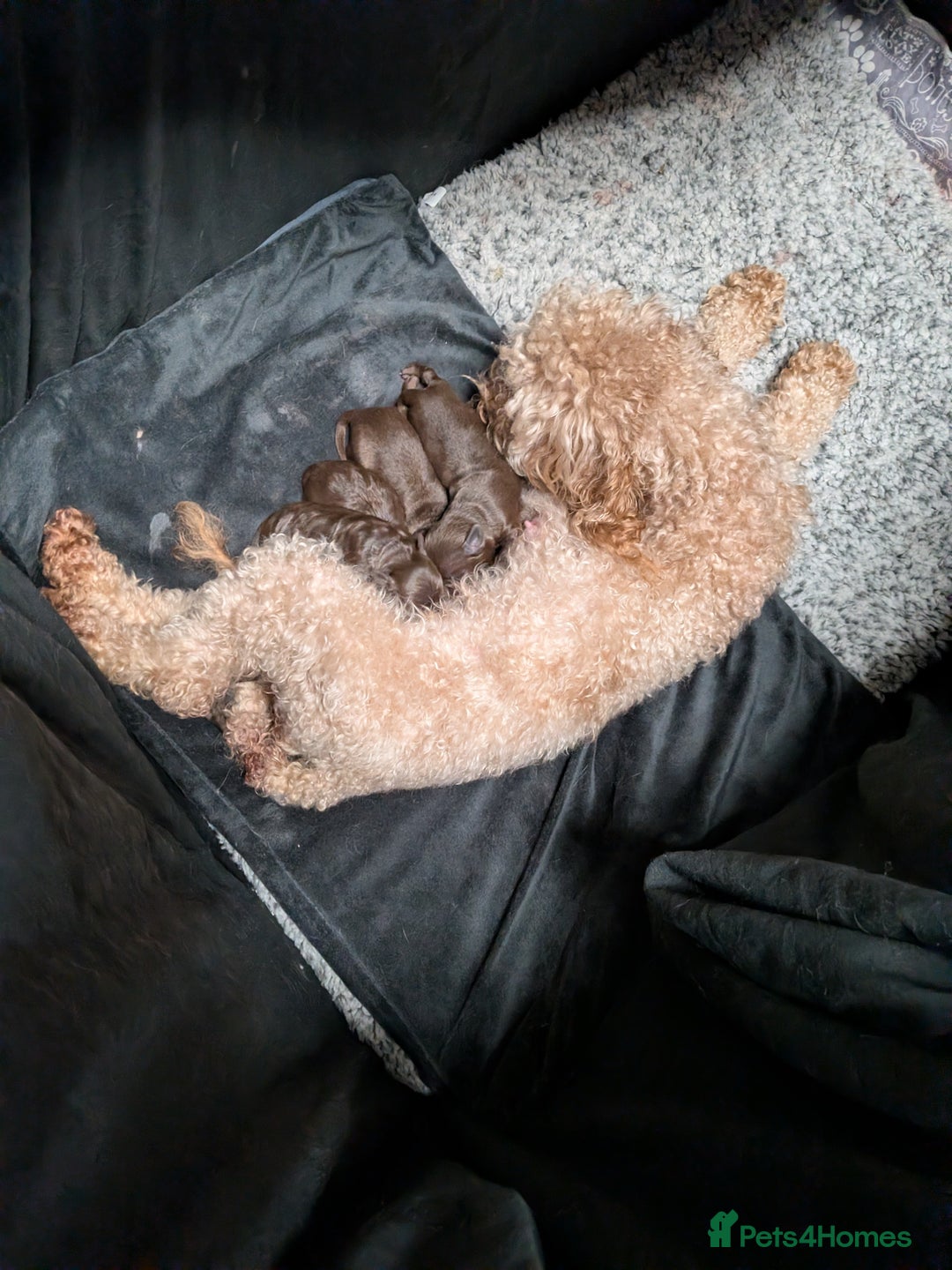 Mixed Breed dogs for sale: Miniature doxipoo  - Advert 4