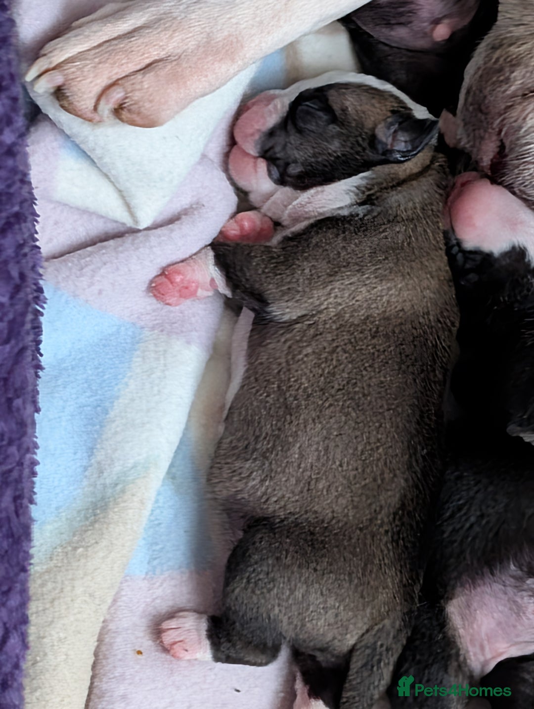 Old Tyme Bulldog dogs for sale: Old tyme bulldog pups  - Image 16