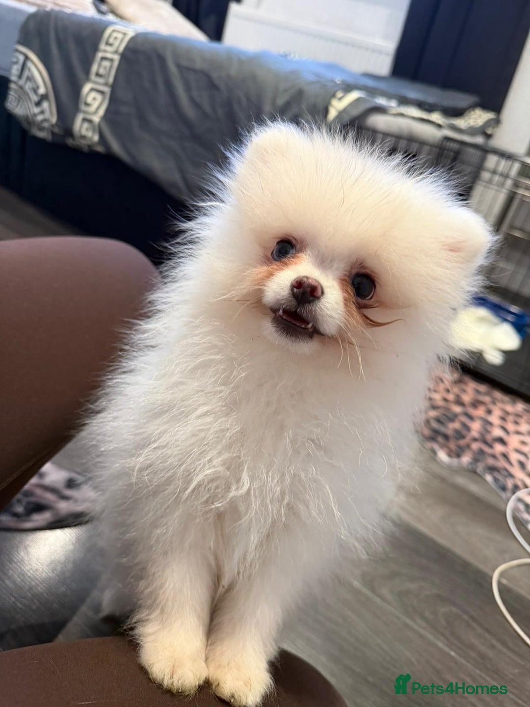 Pomeranian dogs for sale: Pomeranian boy puppy - Advert 8