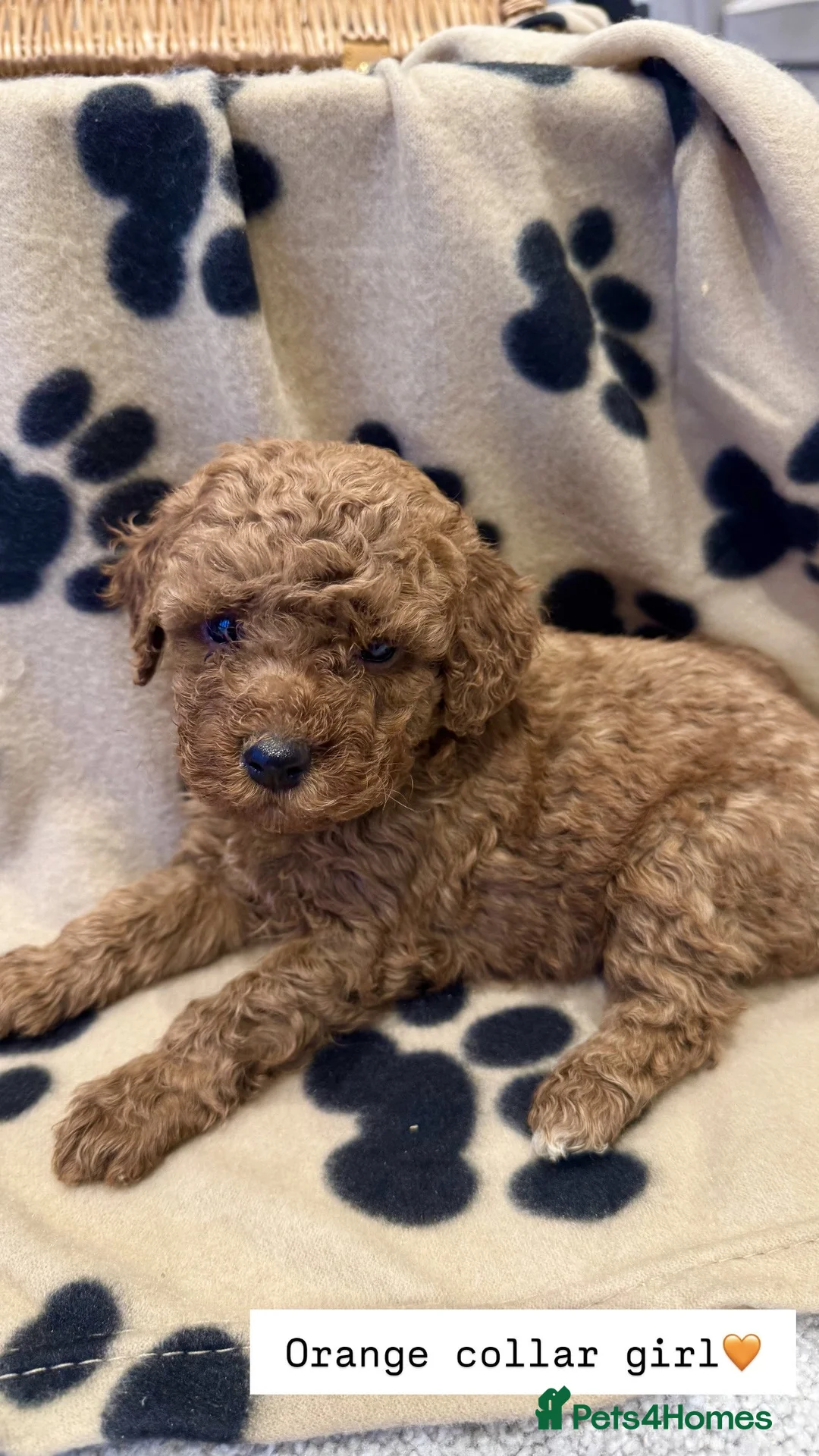 Cockapoo dogs for sale:  Stunning F1b Cockapoo Puppies Available  - Advert 5